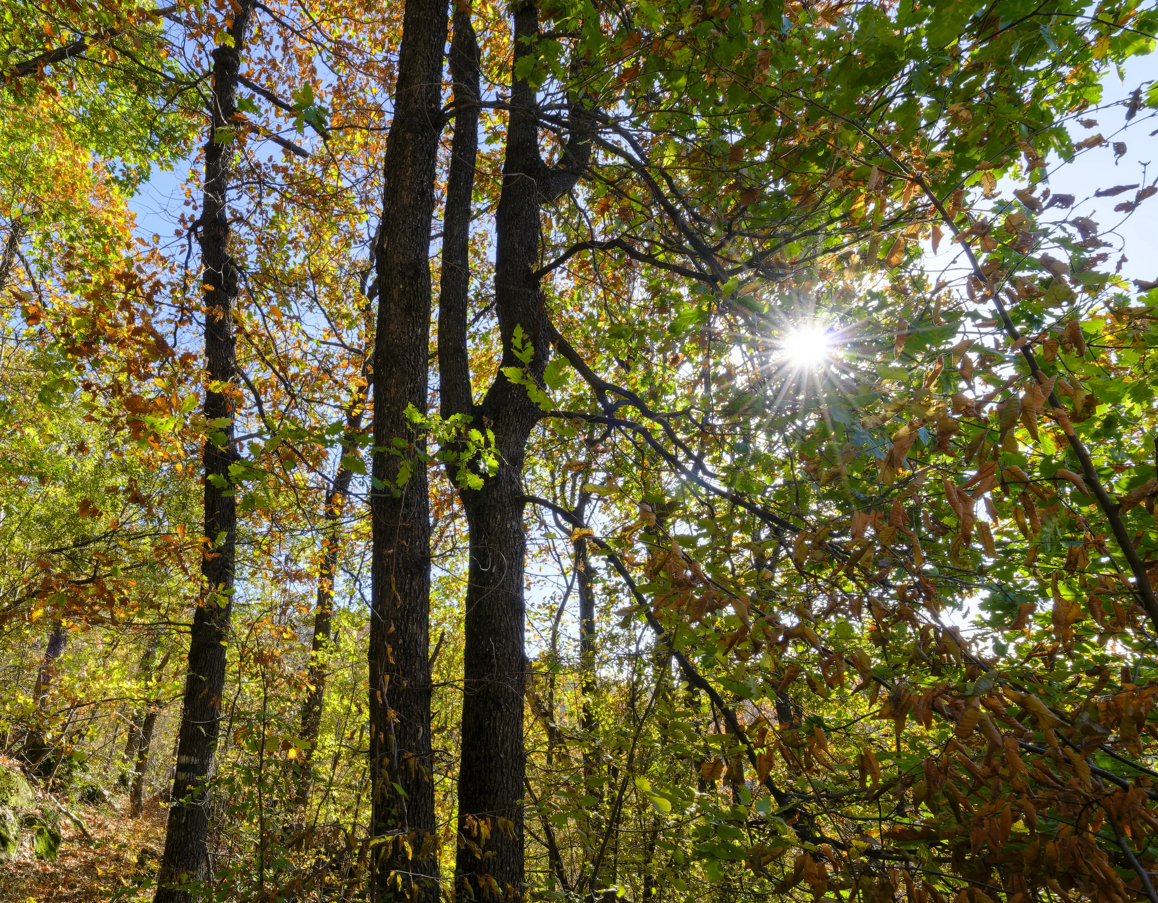 10.000 m² bosgrond in de regio Belogradchik - Bulgarije
