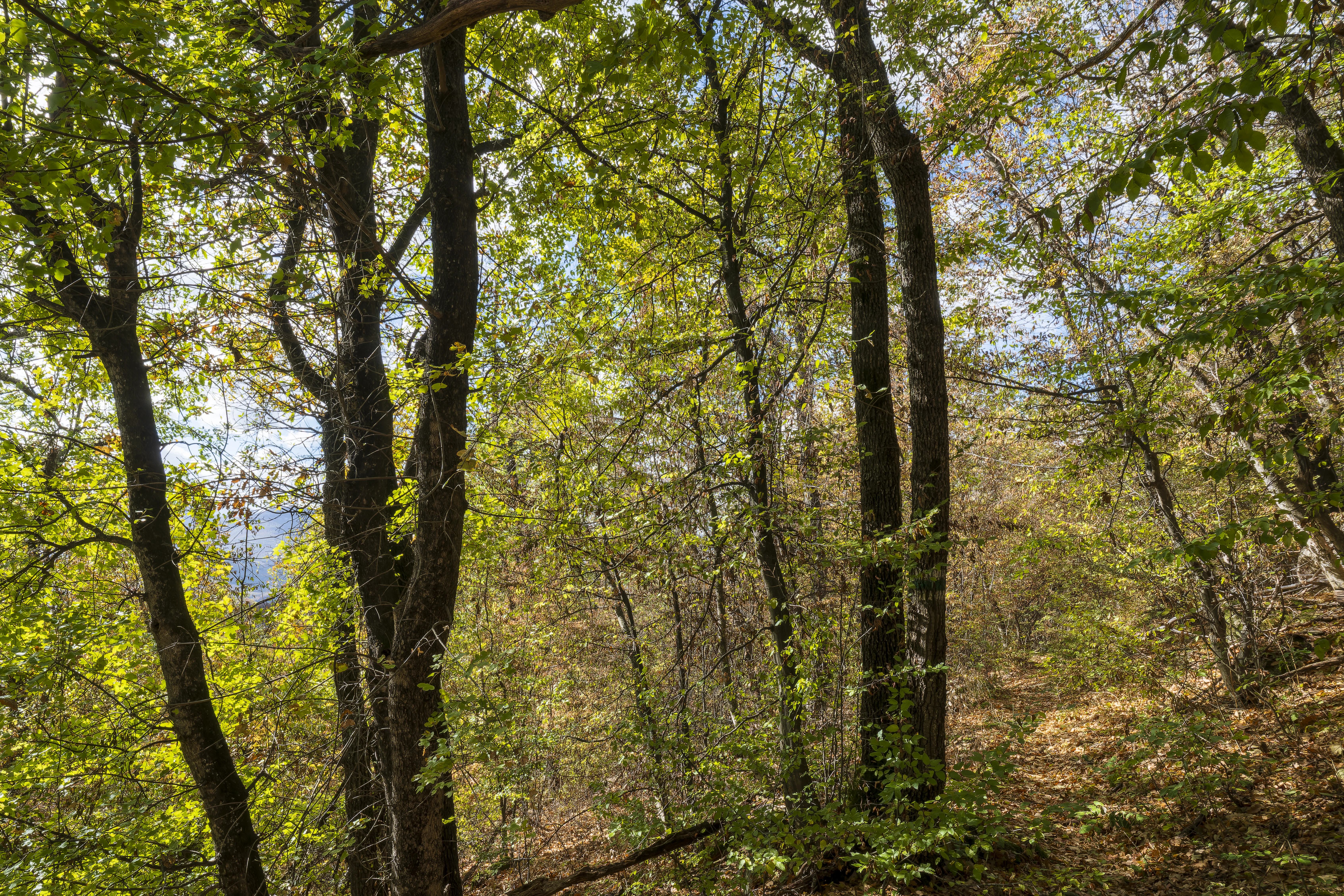 10.000 m² bosgrond in de regio Belogradchik - Bulgarije