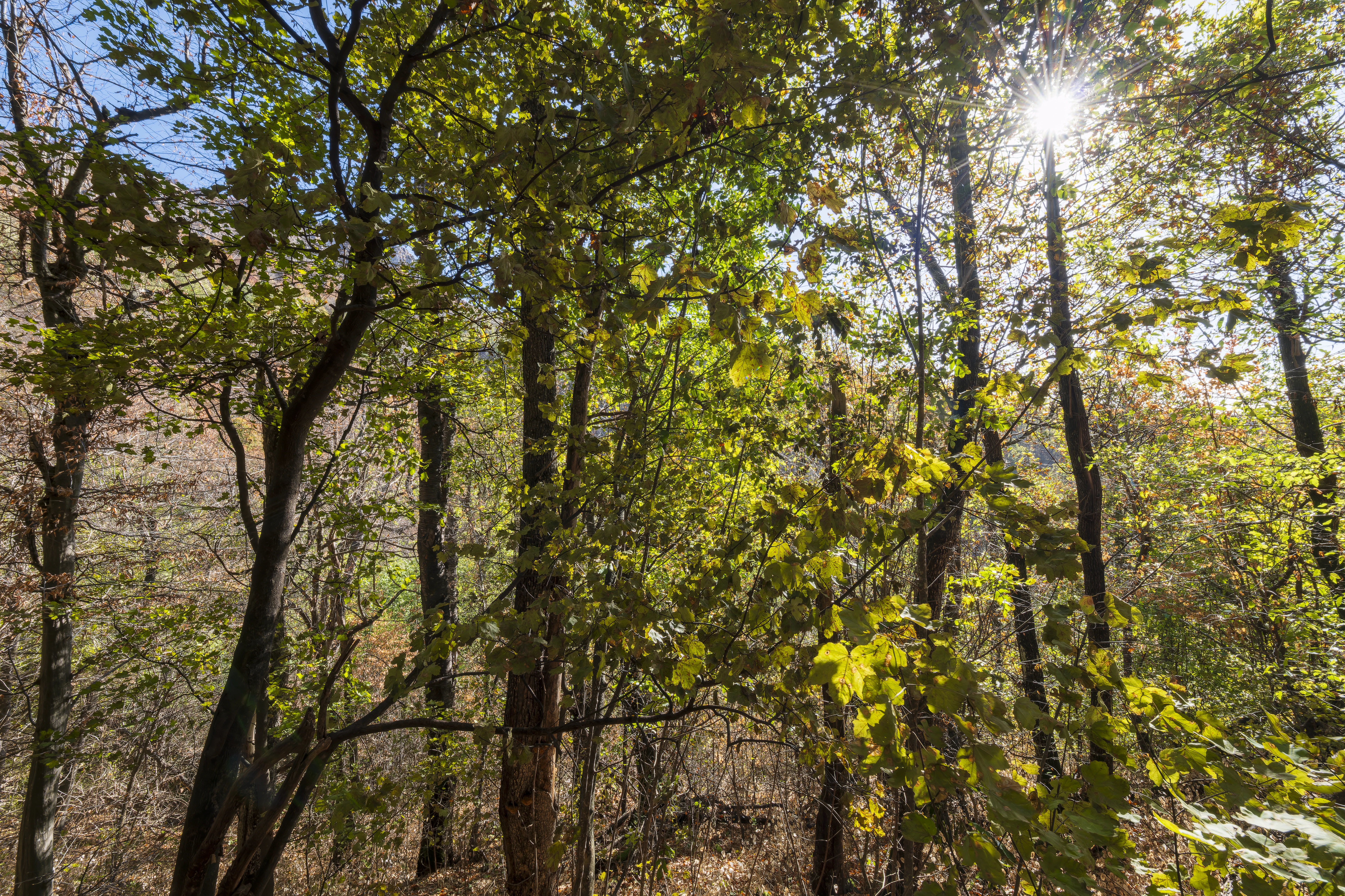10.000 m² bosgrond in de regio Belogradchik - Bulgarije