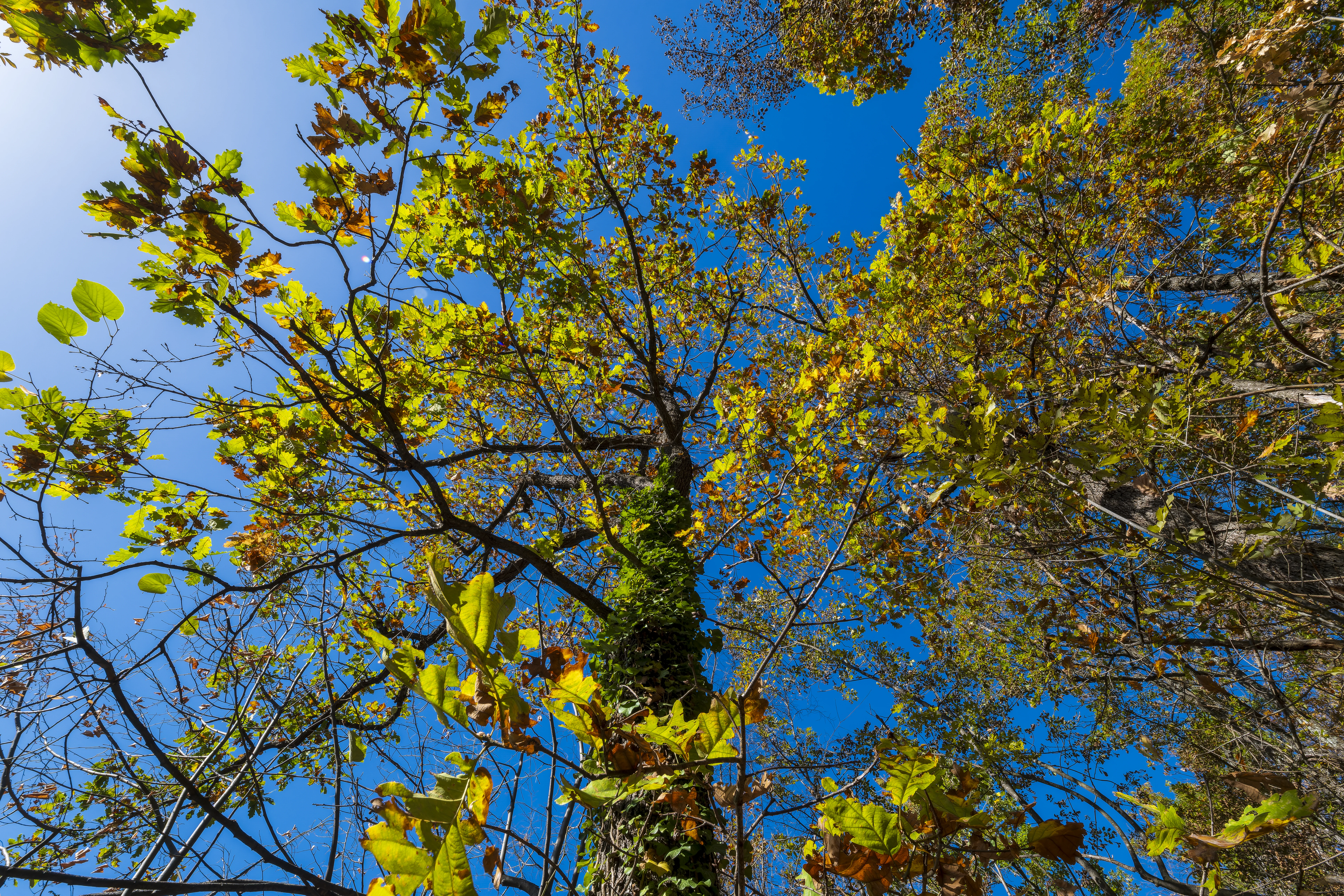 10.000 m² bosgrond in de regio Belogradchik - Bulgarije