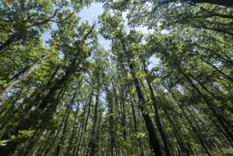 15.000 m² gemend loofbos in de regio Vidin - Bulgarije