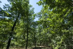 15.000 m² gemend loofbos in de regio Vidin - Bulgarije