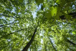 15.000 m² gemend loofbos in de regio Vidin - Bulgarije