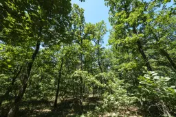 15.000 m² gemend loofbos in de regio Vidin - Bulgarije