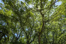 15.000 m² gemend loofbos in de regio Vidin - Bulgarije