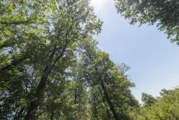 12.010 m² bosgrond in de regio Vidin - Bulgarije