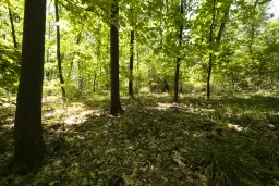 12.010 m² bosgrond in de regio Vidin - Bulgarije