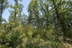 12.010 m² bosgrond in de regio Vidin - Bulgarije