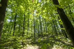 12.010 m² bosgrond in de regio Vidin - Bulgarije