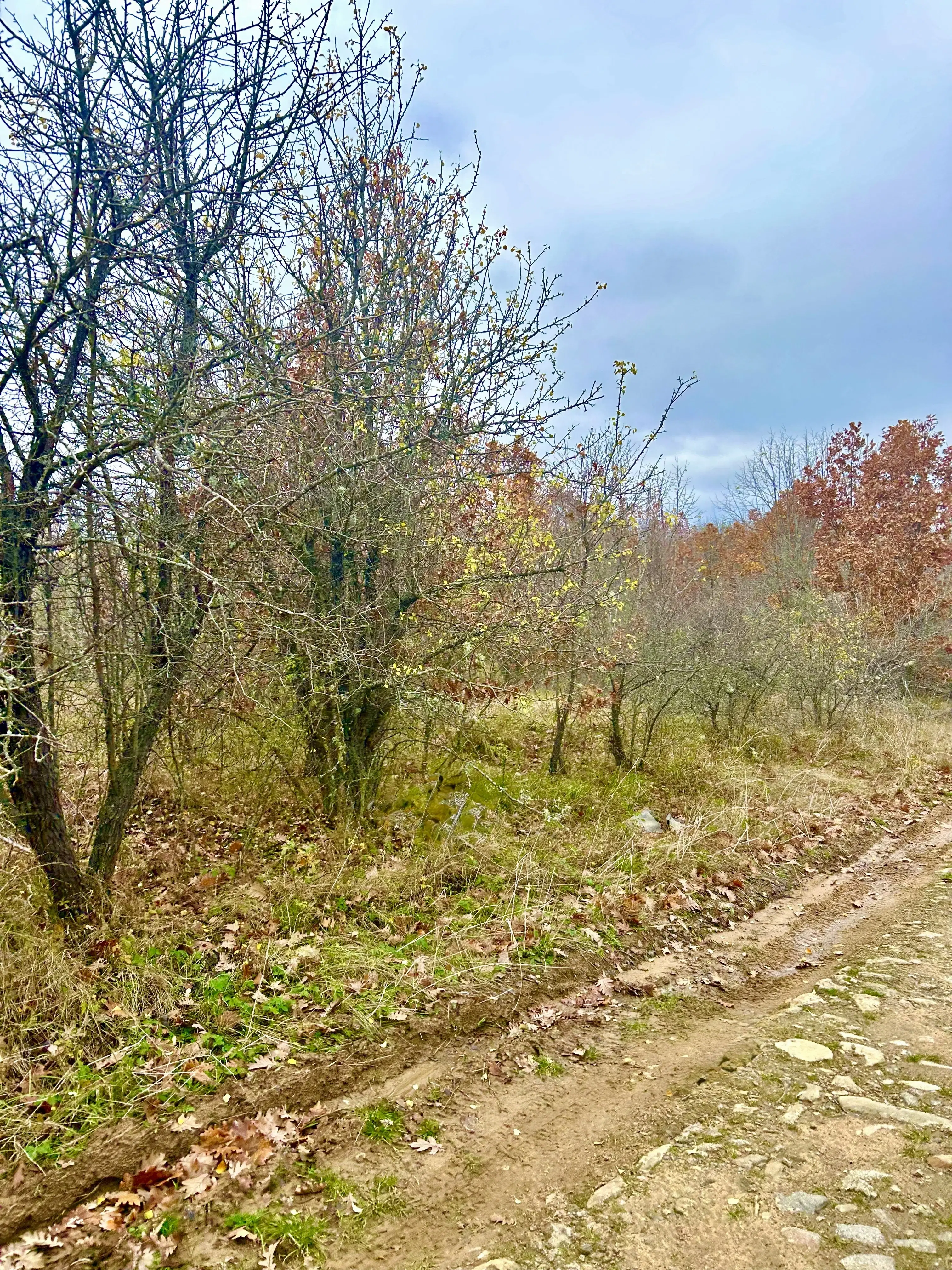 Bosgrond van 19.898 m² regio Burgas - Bulgarije