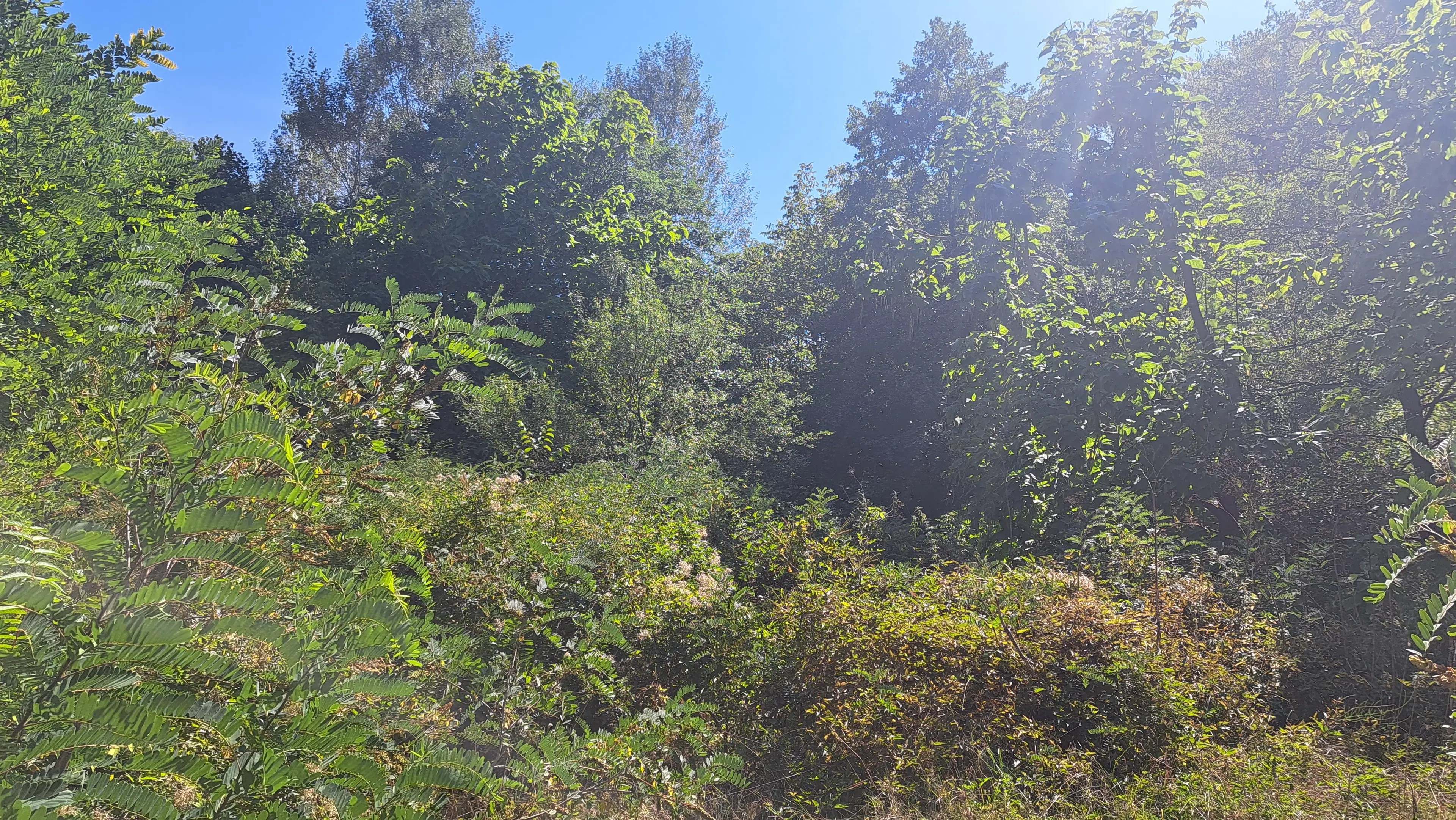 113,324 m² loofbos in Gorno Ozirovo, Varshets Montana - Bulgarije
