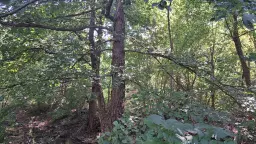 113,324 m² loofbos in Gorno Ozirovo, Varshets Montana - Bulgarije