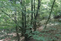 113,324 m² loofbos in Gorno Ozirovo, Varshets Montana - Bulgarije