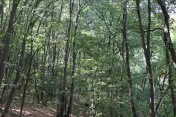 113,324 m² loofbos in Gorno Ozirovo, Varshets Montana - Bulgarije