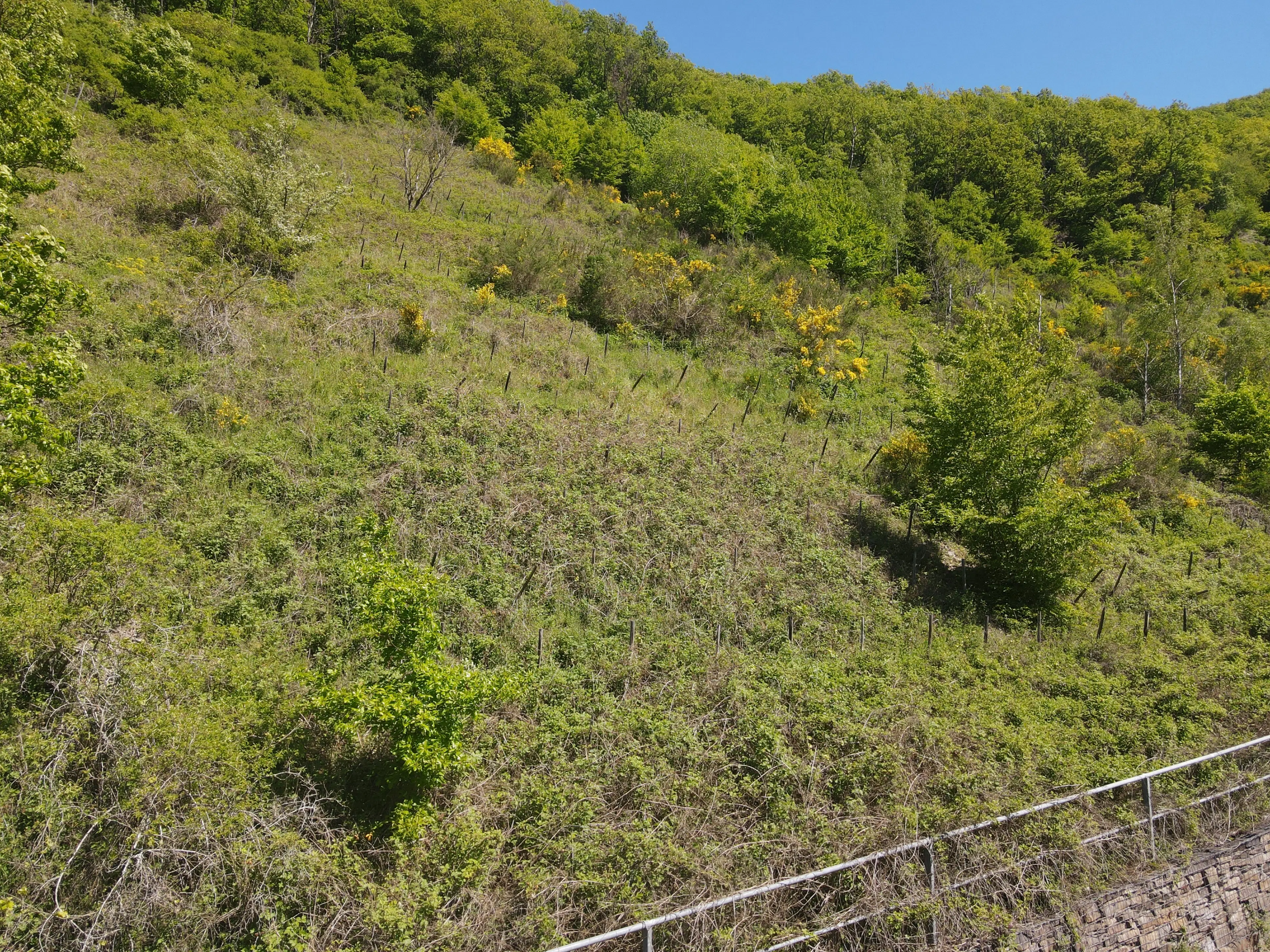 Voormalig wijngaardperceel van 2.958 m² in Zell, Cochem - Duitsland