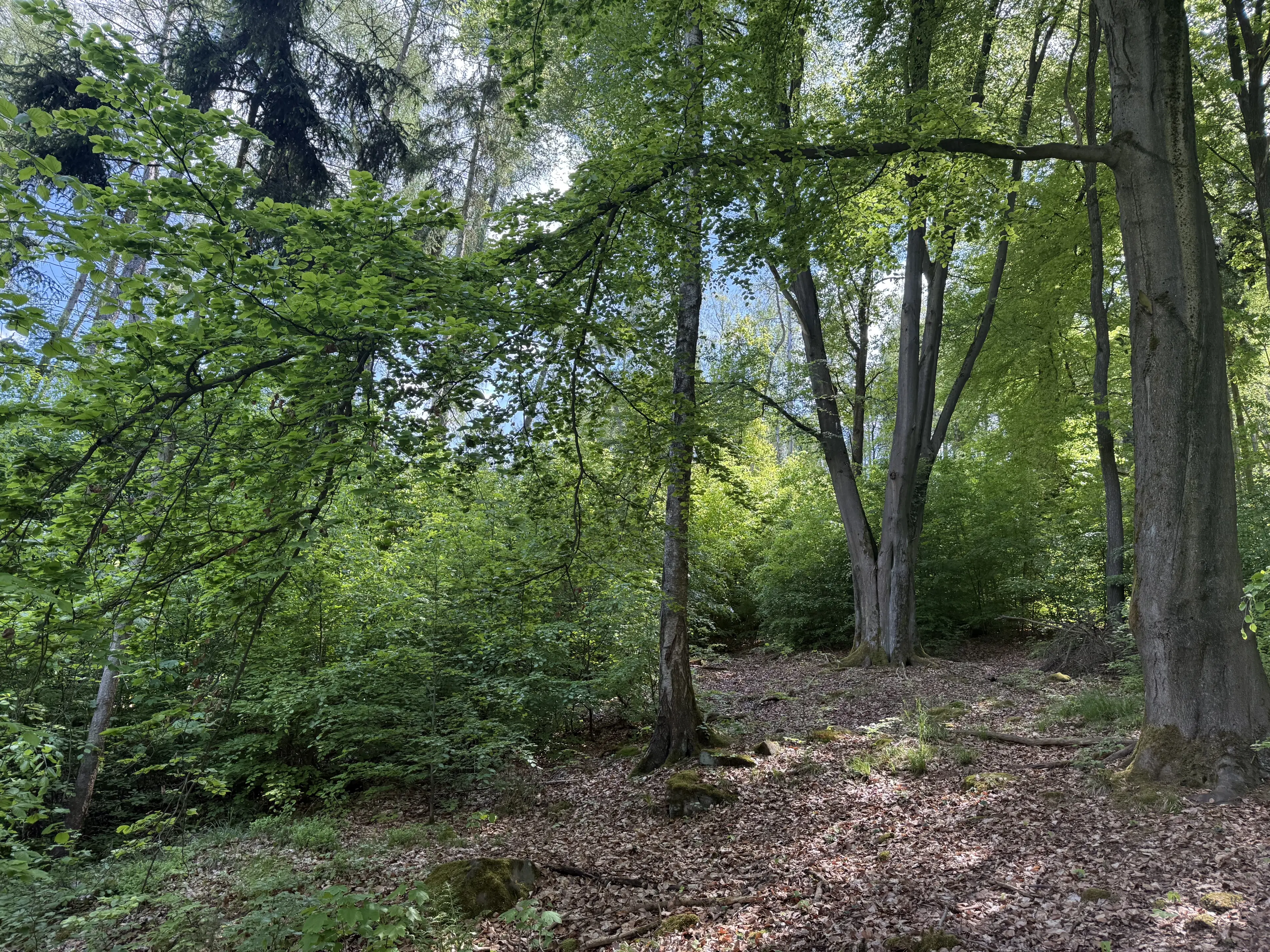 15.301 m² eigendomsperceel in Waldheim - Duitsland