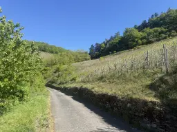 Wijngaard met Riesling, totaal 1.445 m² in Zell, Cochem - Duitsland