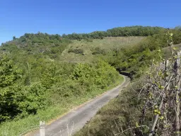Wijngaard met Riesling, totaal 1.445 m² in Zell, Cochem - Duitsland