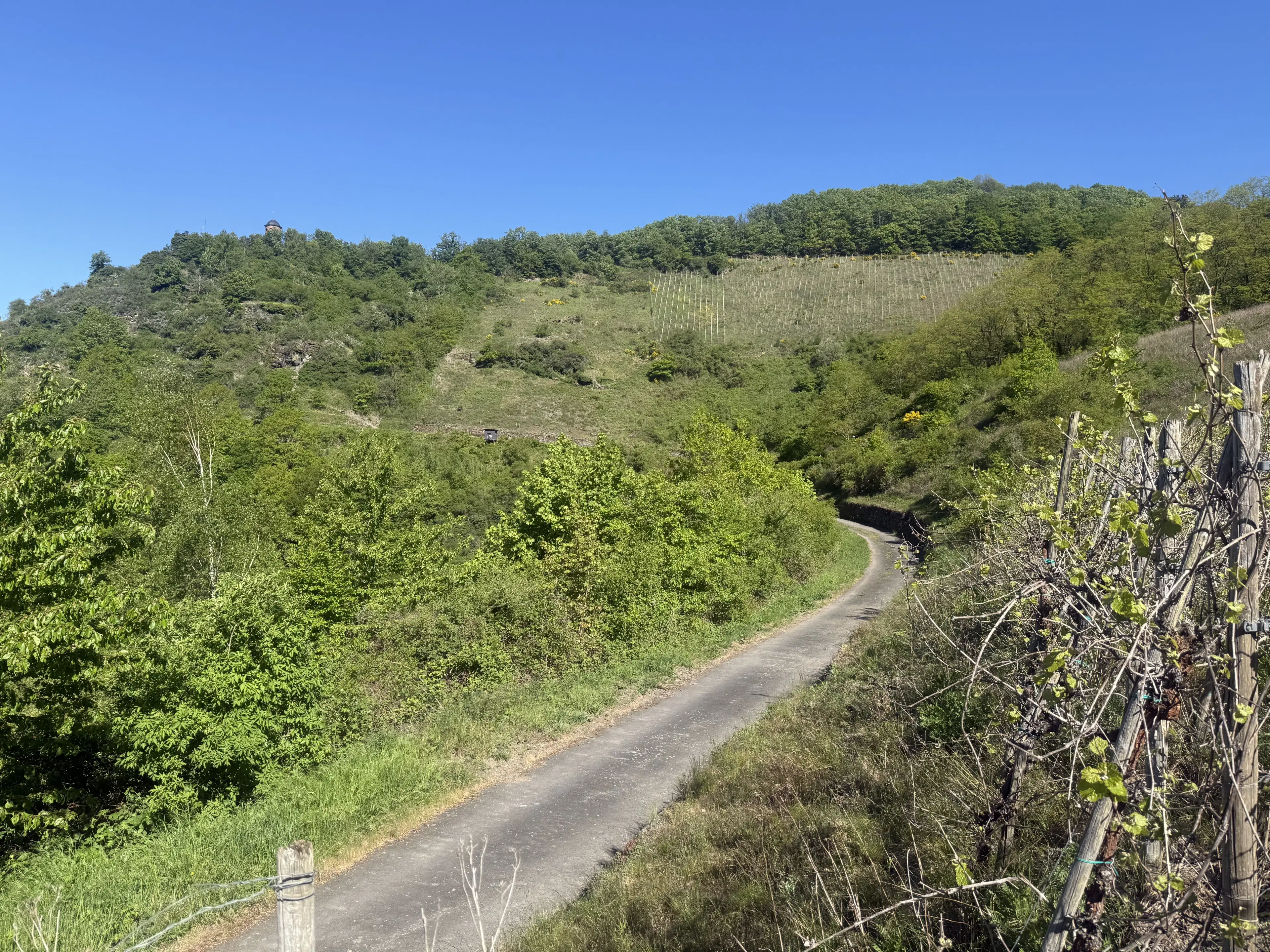 Wijngaard met Riesling, totaal 1.445 m² in Zell, Cochem - Duitsland