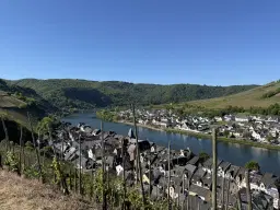 Wijngaard met Riesling, totaal 1.445 m² in Zell, Cochem - Duitsland
