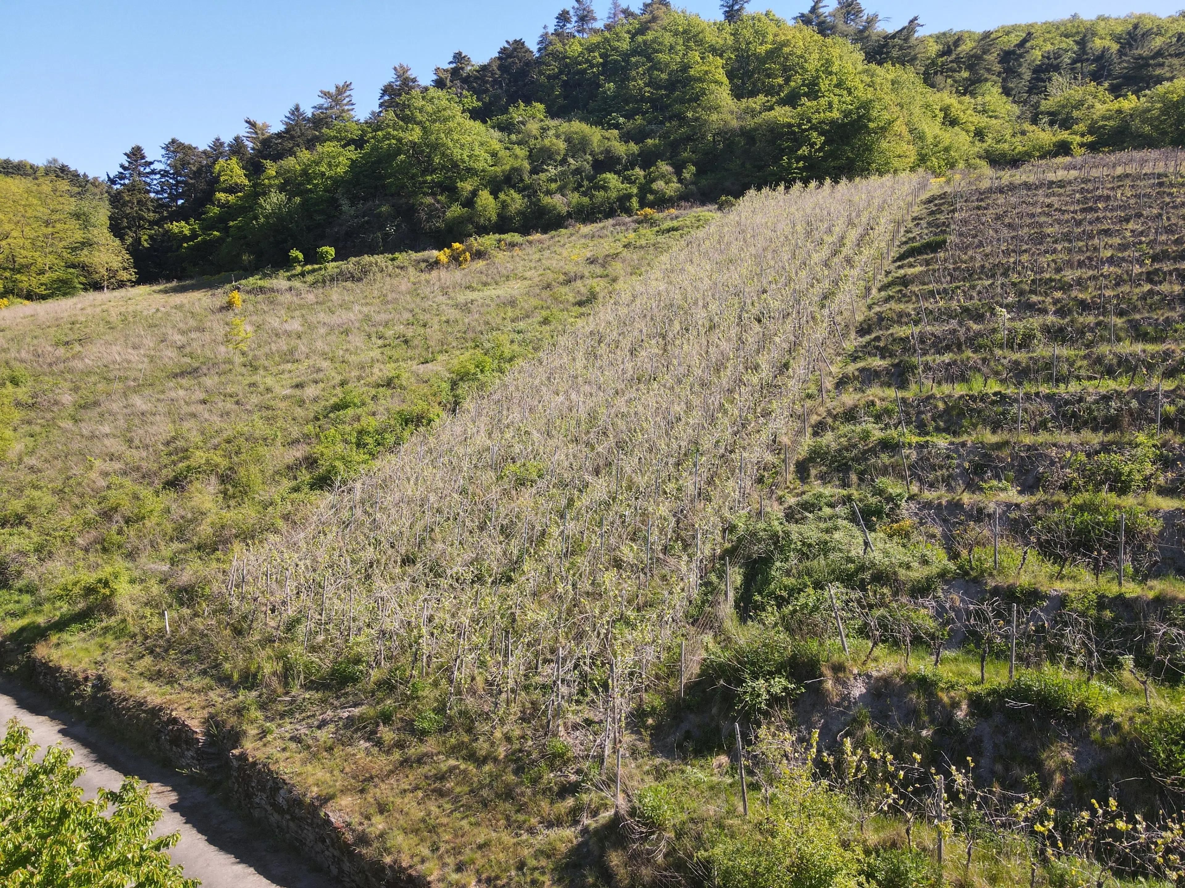 Wijngaard met Riesling, totaal 1.445 m² in Zell, Cochem - Duitsland