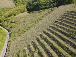 Wijngaard met Riesling, totaal 1.445 m² in Zell, Cochem - Duitsland