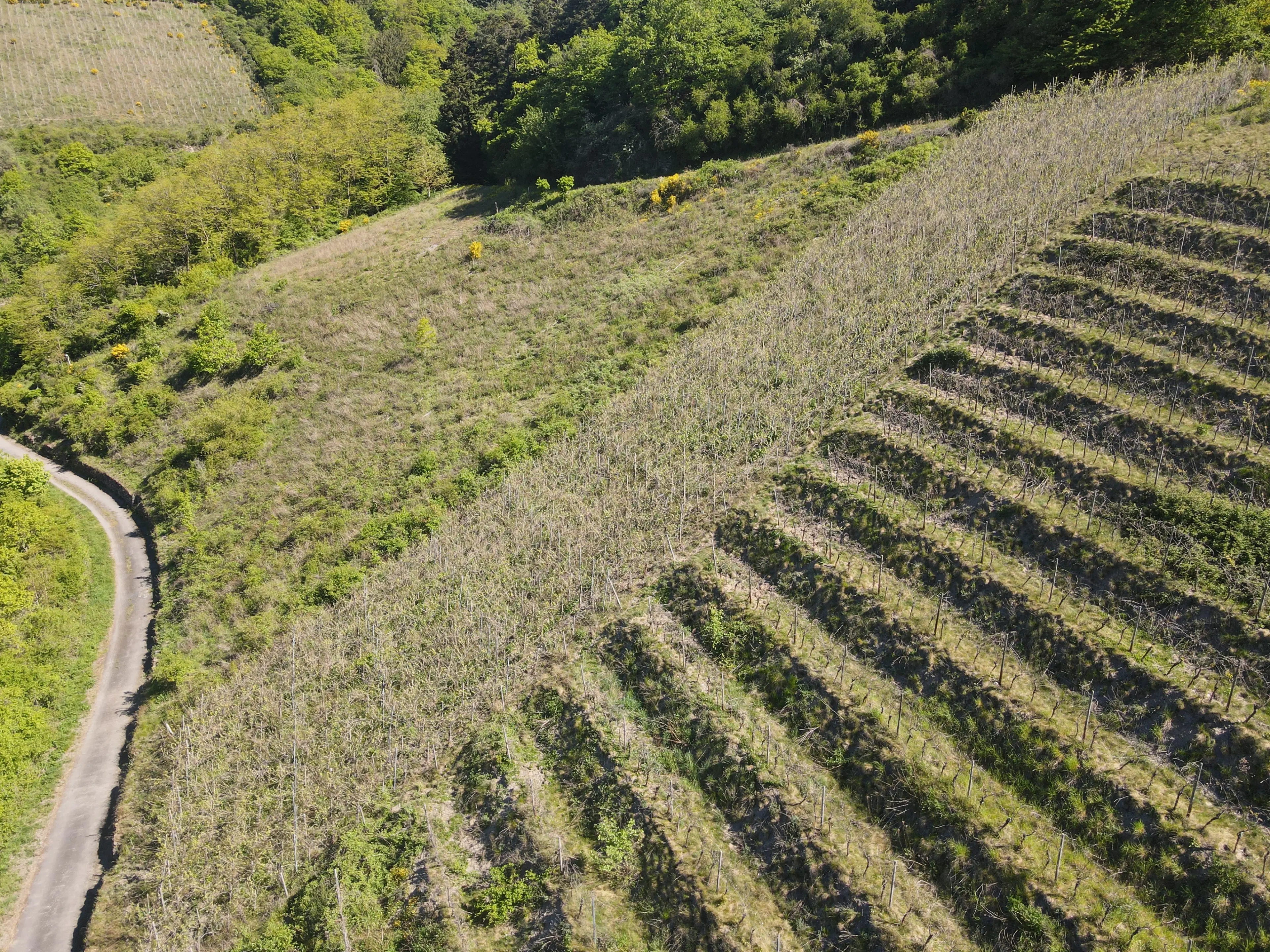 Wijngaard met Riesling, totaal 1.445 m² in Zell, Cochem - Duitsland