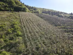 Wijngaard met Riesling, totaal 1.445 m² in Zell, Cochem - Duitsland