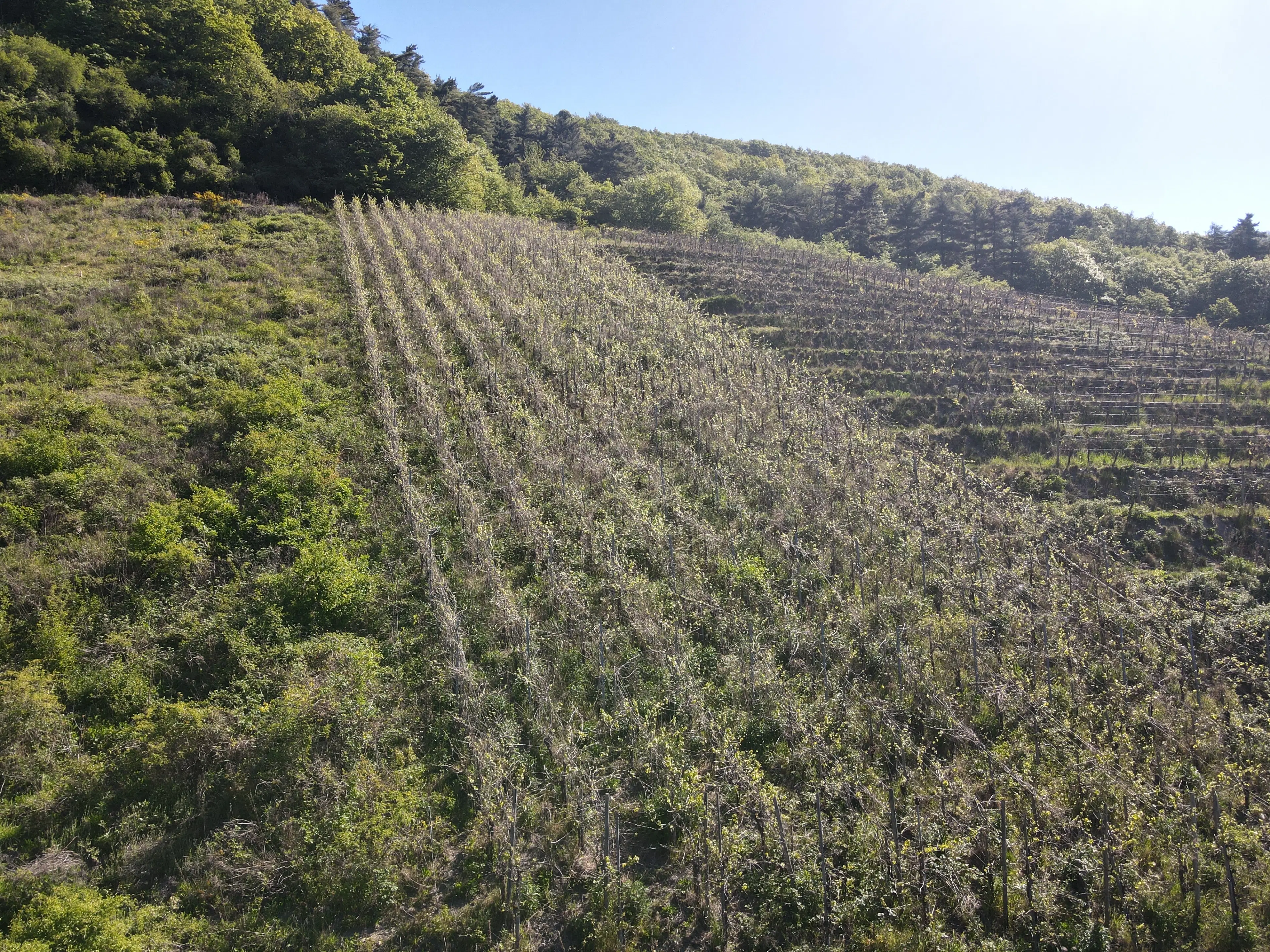 Wijngaard met Riesling, totaal 1.445 m² in Zell, Cochem - Duitsland
