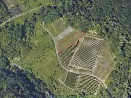 Wijngaard met Riesling, totaal 1.445 m² in Zell, Cochem - Duitsland