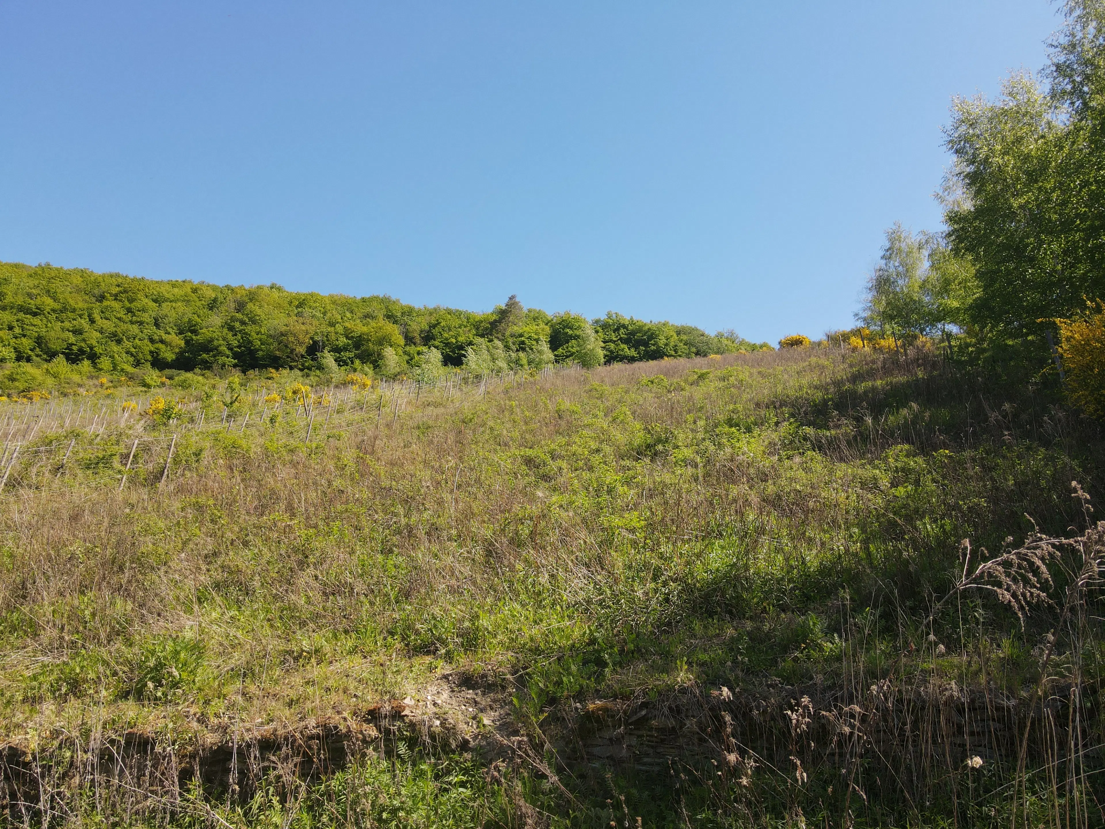 Voormalig wijngaardperceel van 1.688 m² in Zell, Cochem - Duitsland