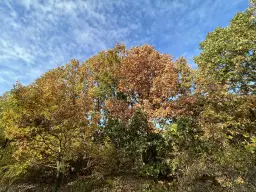 PARTNERVEILING - 19.400 sqm Forest, Burgas (Bulgarije)
