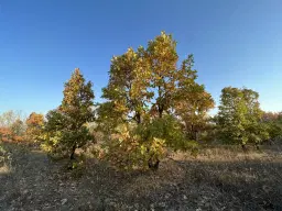 PARTNERVEILING - 19.400 sqm Forest, Burgas (Bulgarije)
