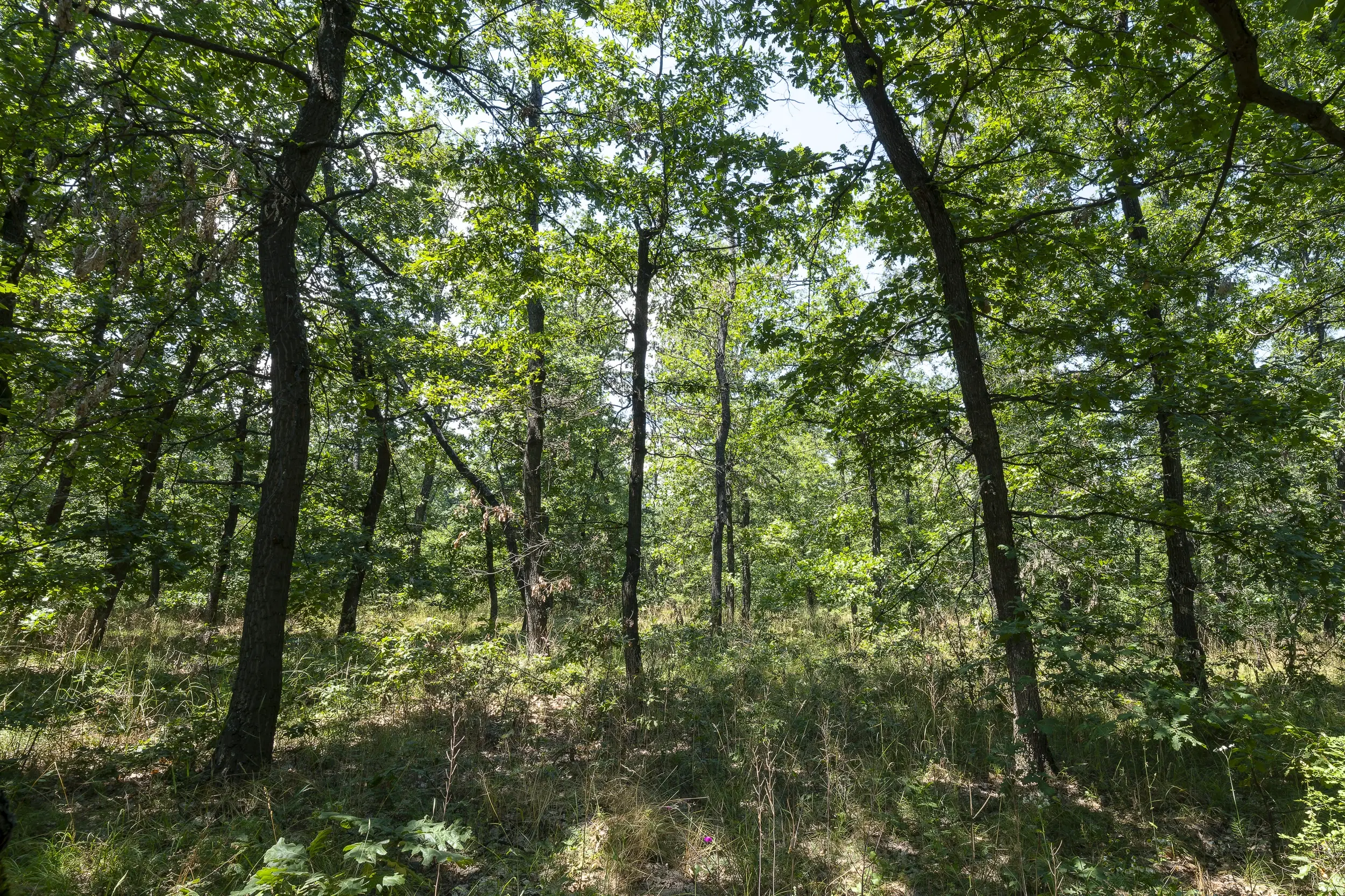 28.886 m² gemengd loofbos - regio Vidin - Bulgarije