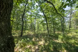 28.886 m² gemengd loofbos - regio Vidin - Bulgarije