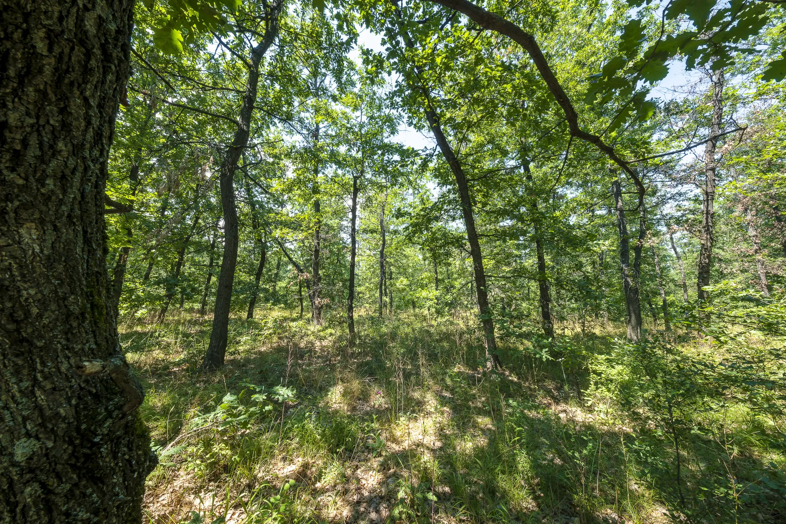 28.886 m² gemengd loofbos - regio Vidin - Bulgarije