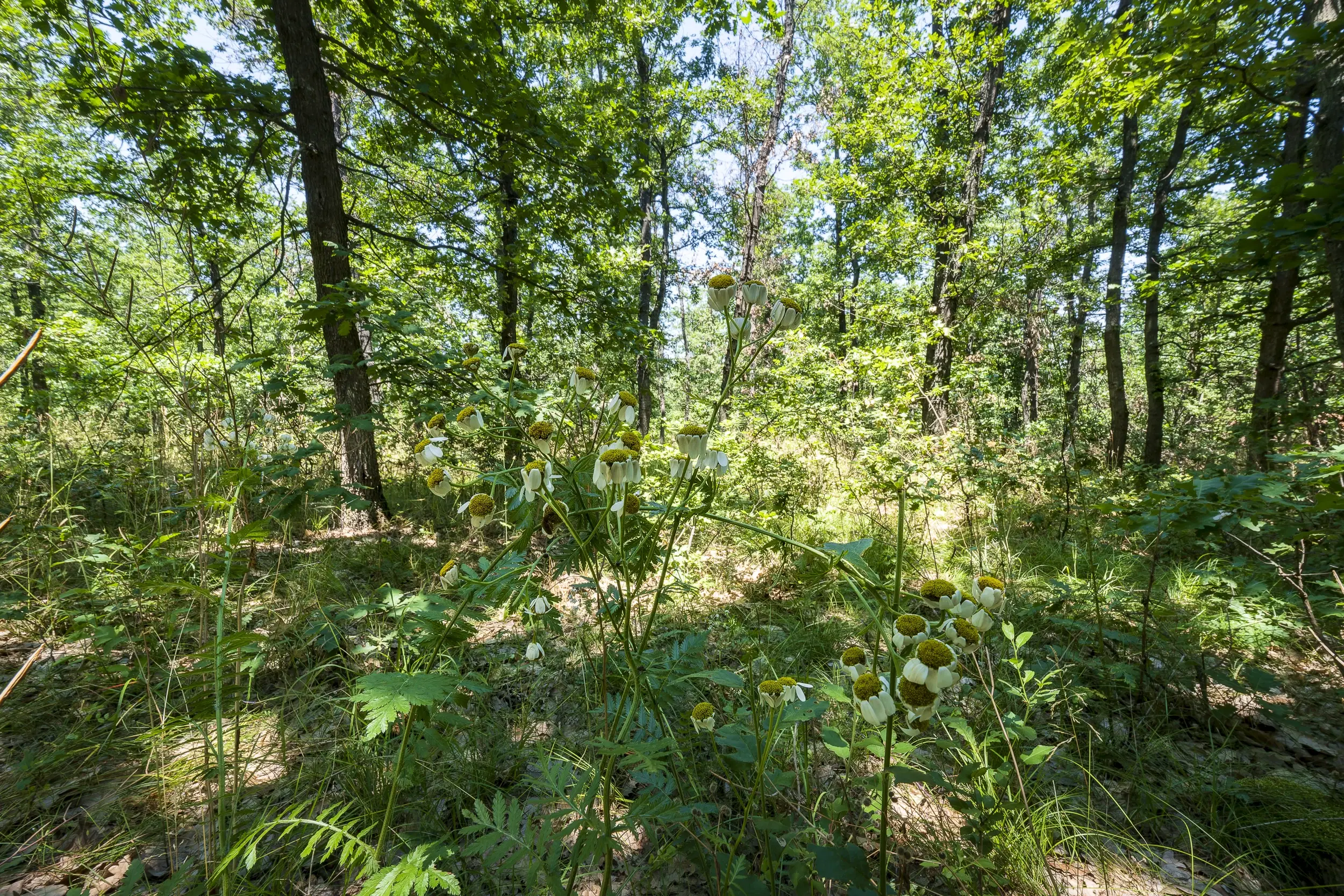 28.886 m² gemengd loofbos - regio Vidin - Bulgarije