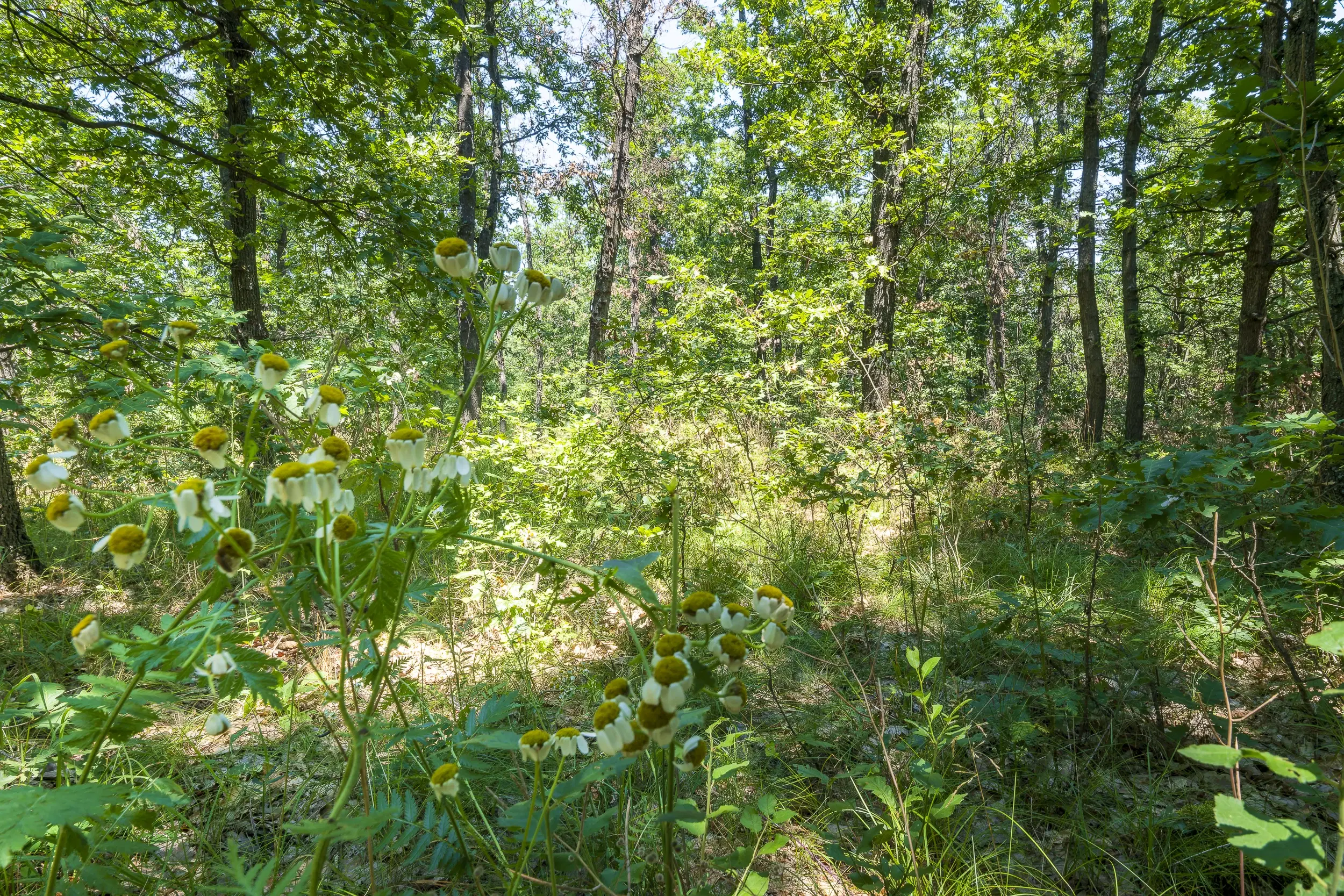 28.886 m² gemengd loofbos - regio Vidin - Bulgarije