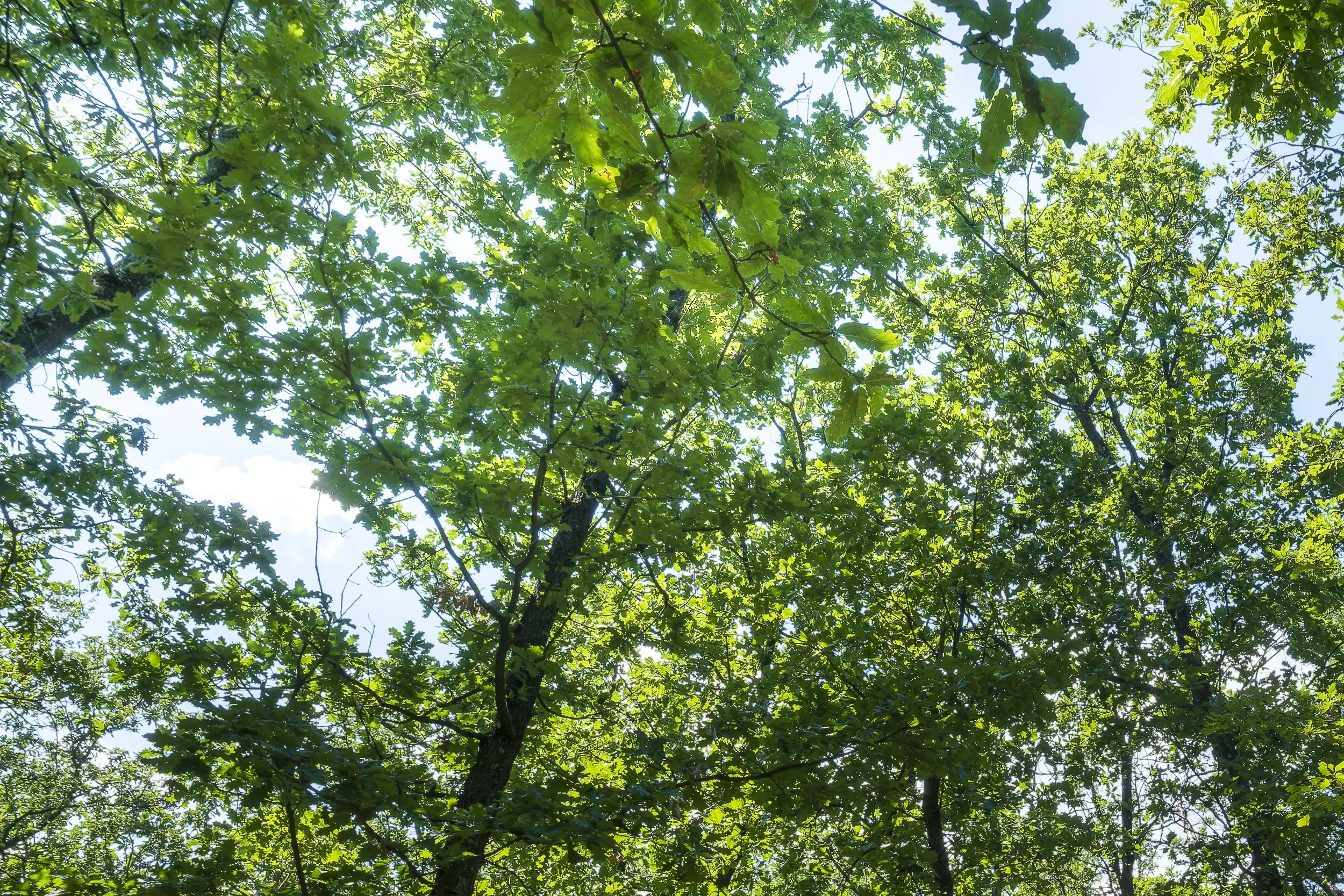 28.886 m² gemengd loofbos - regio Vidin - Bulgarije