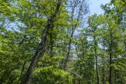 28.886 m² gemengd loofbos in de regio Vidin - Bulgarije