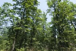 28.886 m² gemengd loofbos - regio Vidin - Bulgarije