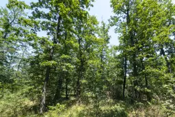 28.886 m² gemengd loofbos in de regio Vidin - Bulgarije