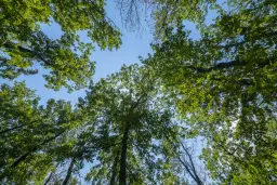 28.886 m² gemengd loofbos in de regio Vidin - Bulgarije