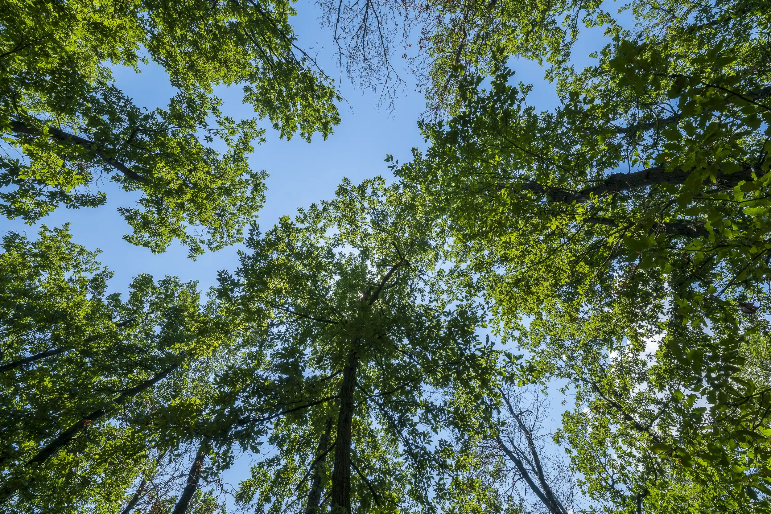 28.886 m² gemengd loofbos - regio Vidin - Bulgarije