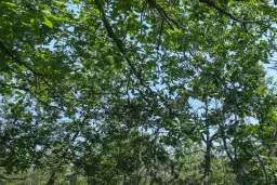 23.204 m² gemengd loofbos in Bela, Belogradchik - Bulgarije