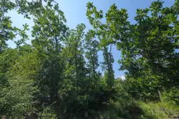 23.204 m² gemengd loofbos in Bela, Belogradchik - Bulgarije