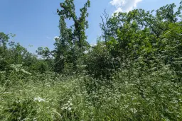 23.204 m² gemengd loofbos in Bela, Belogradchik - Bulgarije