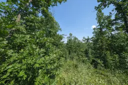 23.204 m² gemengd loofbos in Bela, Belogradchik - Bulgarije