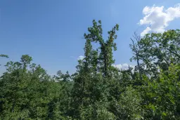 23.204 m² gemengd loofbos in Bela, Belogradchik - Bulgarije