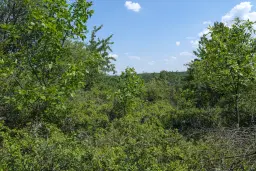 23.204 m² gemengd loofbos in Bela, Belogradchik - Bulgarije